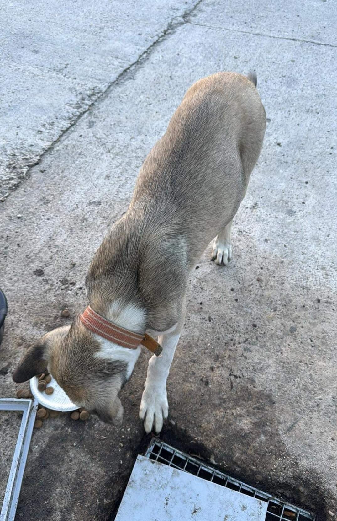 Chien errant recherche son propriétaire